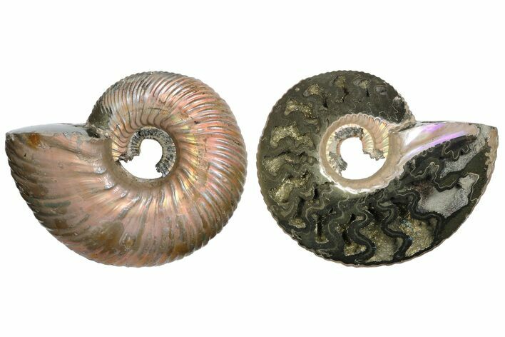One Side Polished, Pyritized Fossil Ammonite - Russia #174987